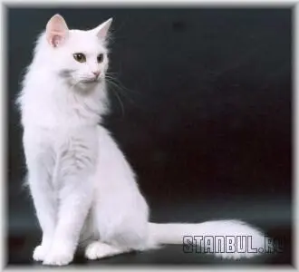 Турецкий ангор